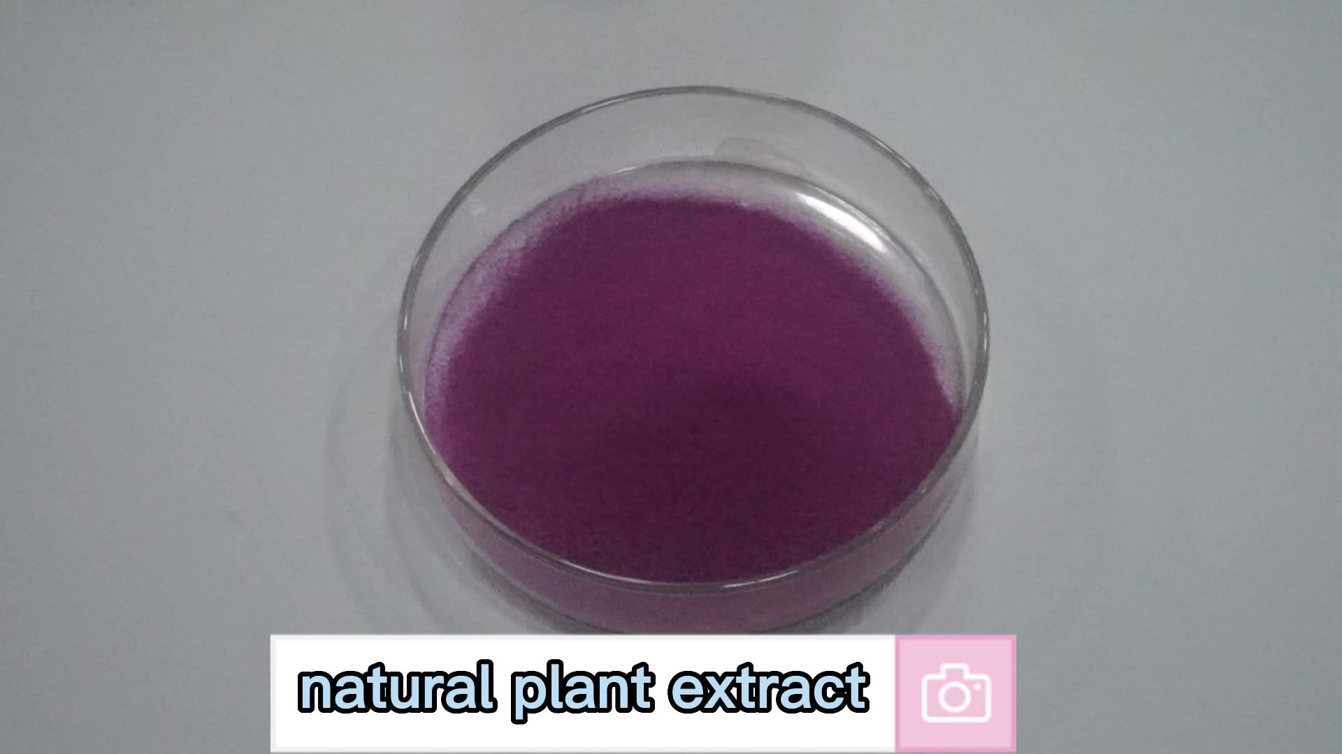 Blueberry Extract Powder