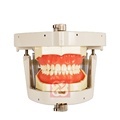Dental Simulator with Screw-in Teeth and Soft Silicone Gum1