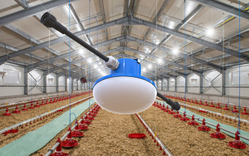 ACL-Birds Care LED Bulb