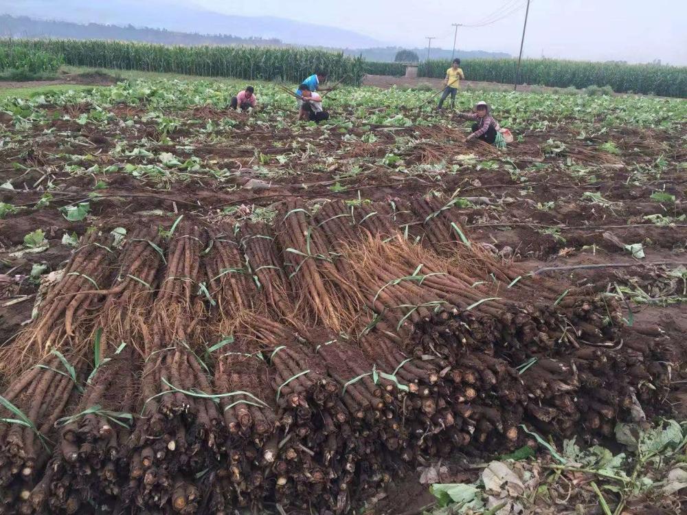 Raw Material Plantation