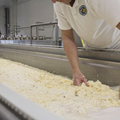 Automatic Small Scale Mozzarella Cheese Processing Line1