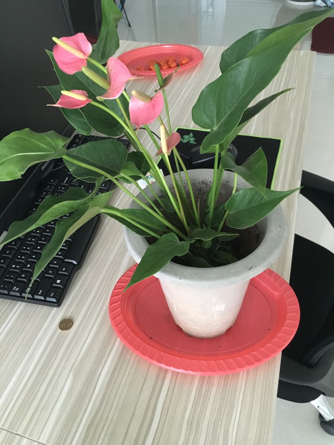 Xiamen The Anaswers Trade Co,.LTD