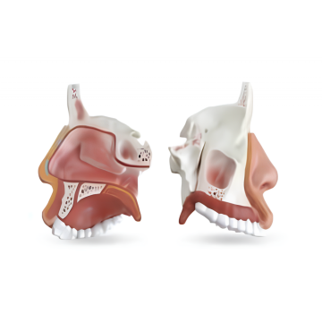 Top 10 China Anatomy Nose Nasal Cavity Model Manufacturers