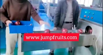Onion Head Cutter And Peeling Machine