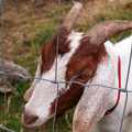 Field Fence