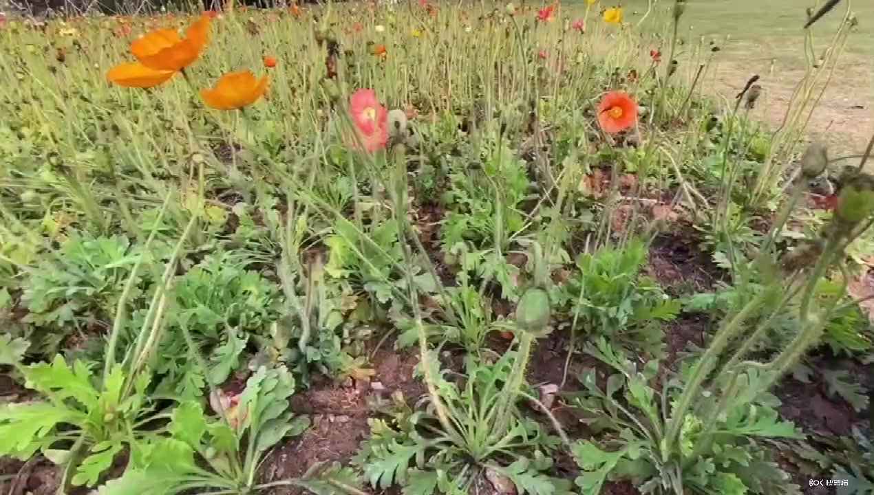 Palitos de flores de coloridos ecológicos al por mayor Cueras de bambú teñidas encerados1