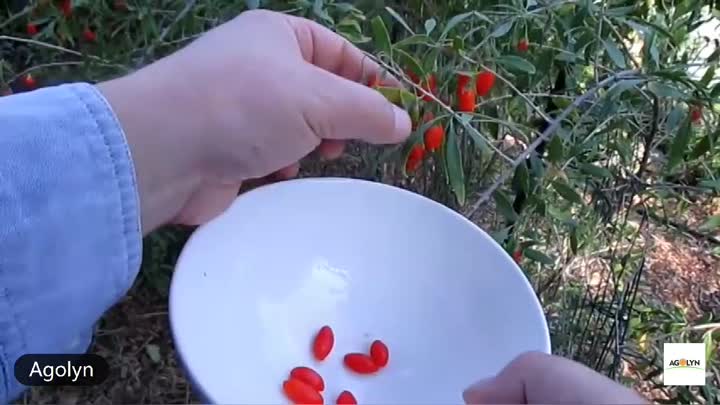 Picking Fresh Goji Berry