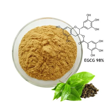 Supply High Quality Loss Weight Product----- Green Tea Extract