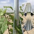 Hot Dip Galvanized Metal Trellis Posts for Vineyards: Ideal Grape Stakes and Poles1