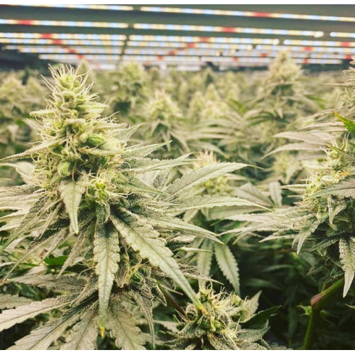 Is LED better than HPS for commercial grow?