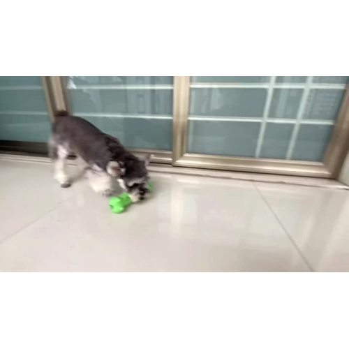 犬研削スティックかわいいブタ