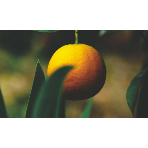 The efficacy and effects of citrus flavonoids