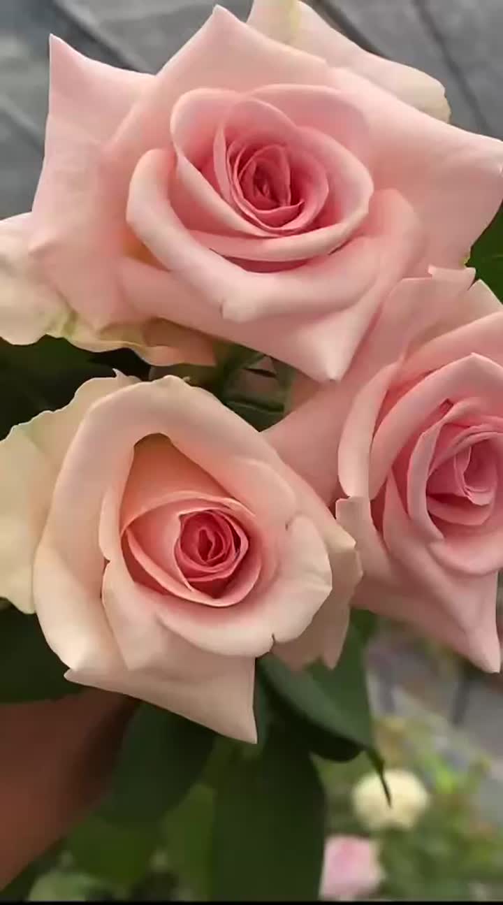 বিবাহের গোলাপী গোলাপের তোড়া