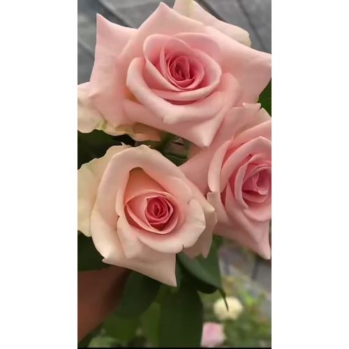 বিবাহের গোলাপী গোলাপের তোড়া