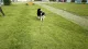 犬のためのトレーニングボール