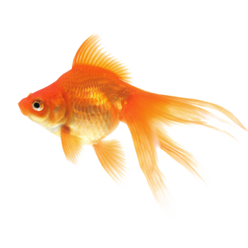 Goldfish is popular aquarium fish