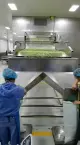 IQF Frozen Green Beans خط إنتاج كامل