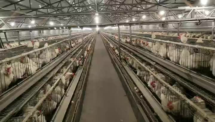 Broiler cage system