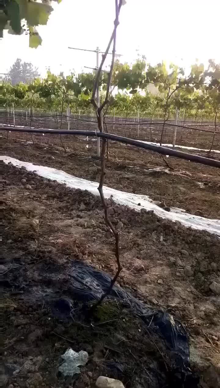 Tubo de irrigación de goteo con incrustaciones de uva