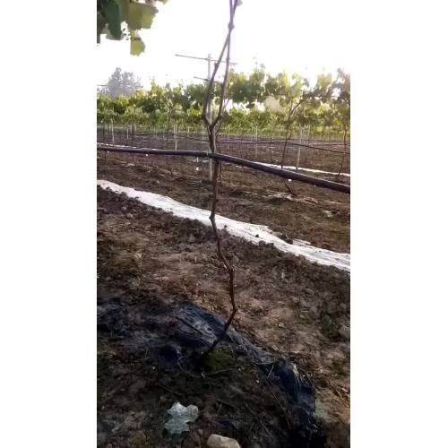 Tubo de irrigación de goteo con incrustaciones de uva