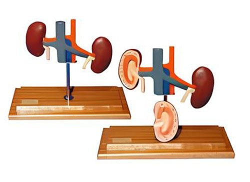 Anatomical model of dog kidney