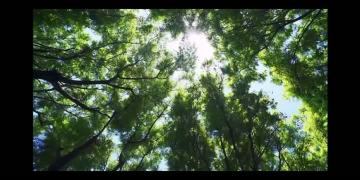 Forest Sky Mirror 1