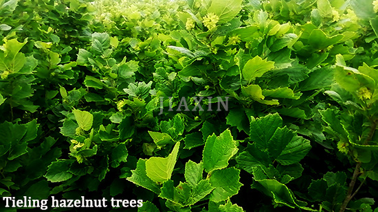 Jiaxin Hazelnut International Trading Co., Ltd.
