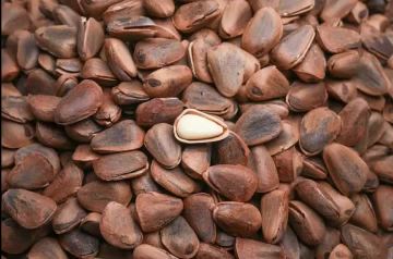 280g Organic Open Pine Nuts