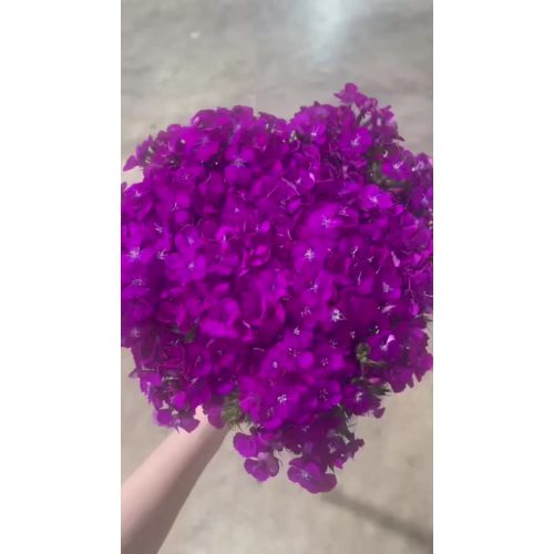 إرسال الحب بواسطة زهرة شمع البرقوق