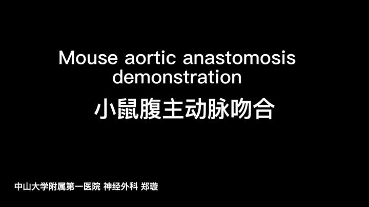 stereo microscope for Mouse aortic anastomosis