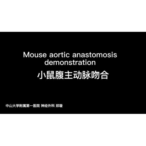 stereo microscope for Mouse aortic anastomosis