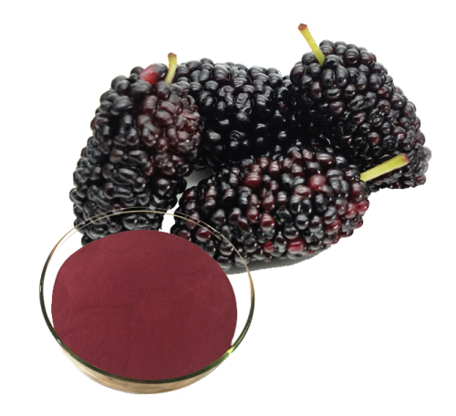 Water soluble Mulberry fruit powder mulberry extract benefits mulberry extract powder