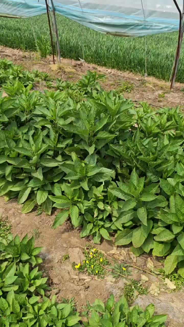Healthy Belladonna Plant Growing in Organic Field
