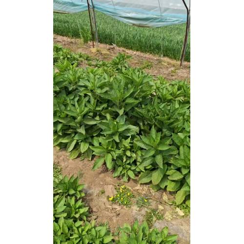 Healthy Belladonna Plant Growing in Organic Field