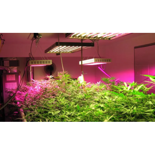 Las fuentes de luz artificiales tradicionales para el cultivo de tejidos son en su mayoría lámparas fluorescentes, que tienen algunas deficiencias.