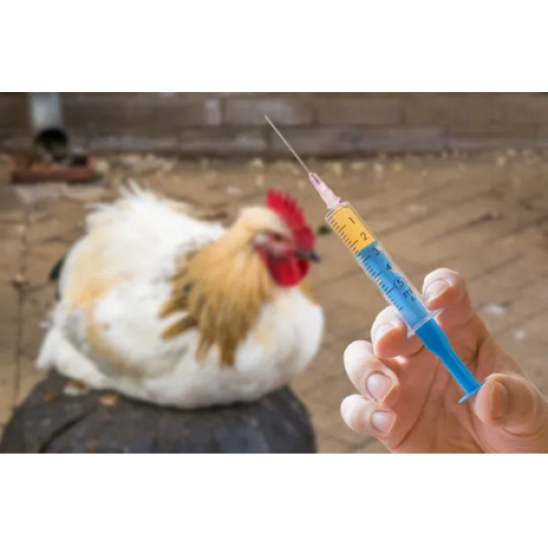 The correct use of poultry medicine