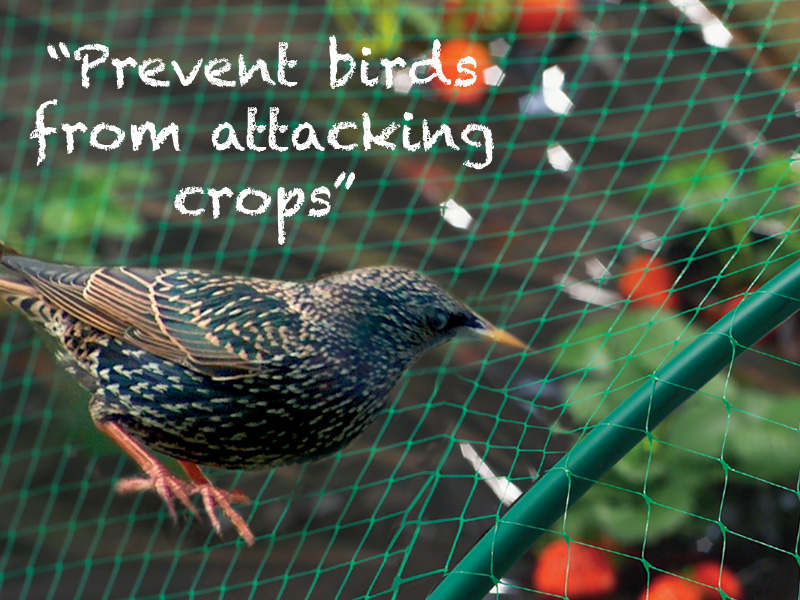 plantio de produção líquida