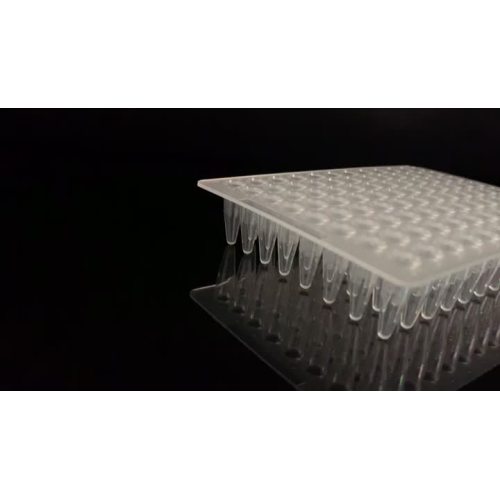 0.2ml 96-Muhun piring PCR Tanpa Rok Transparan