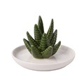 Ceramic Aloe Ring Holder with White Dish Cactus Jewelry Holder1