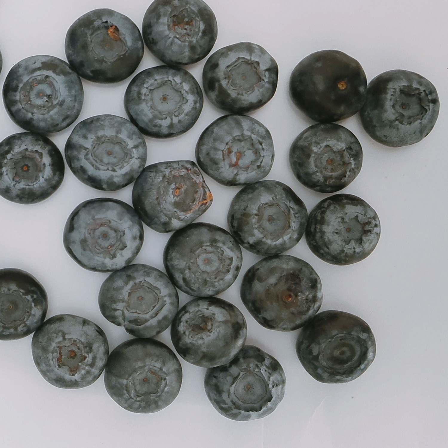 8801-high quality freeze dried blueberry