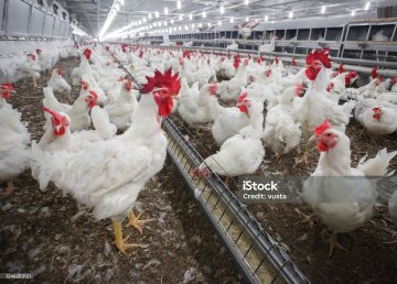 Broiler cage system