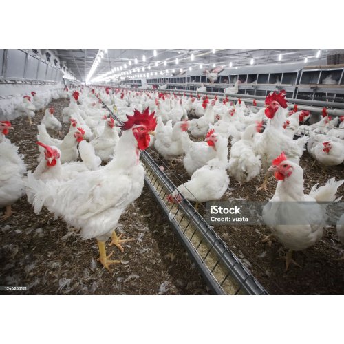 Broiler cage system