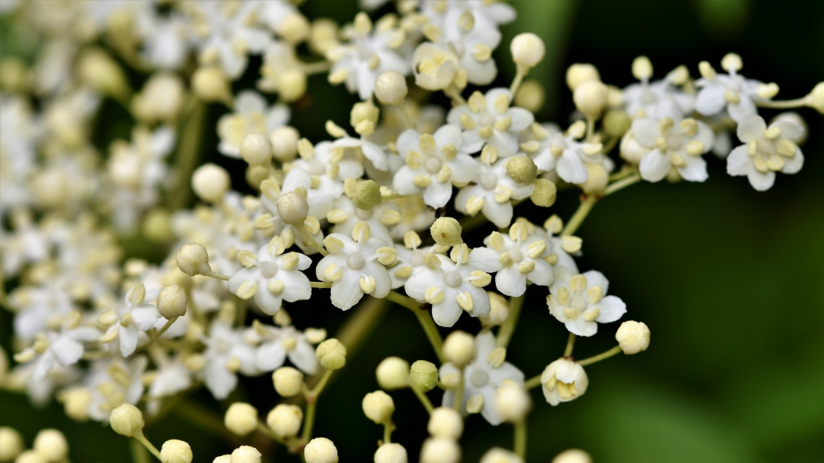 elderberry flower extract (1)