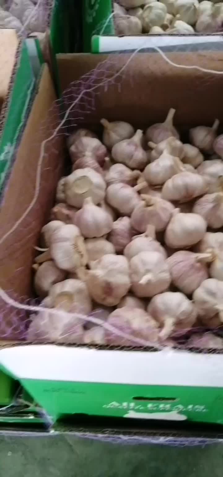fresh white garlic.mp4