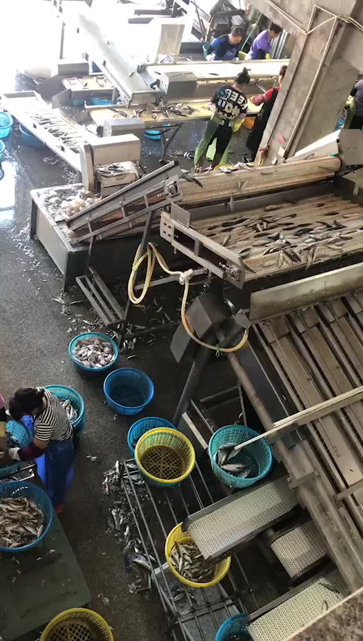 grading machine for sardine