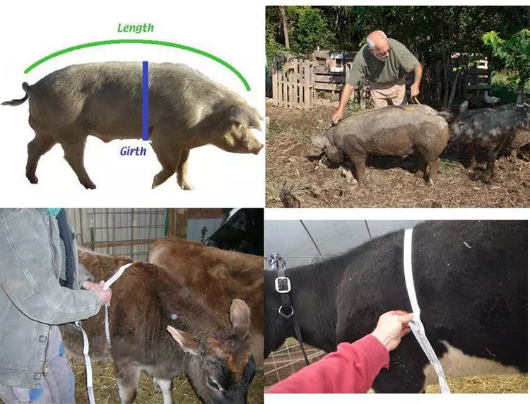 ODM / OEM قياس وزن الحيوان وصفت بشريط وزن خنزير بقرة حيوان