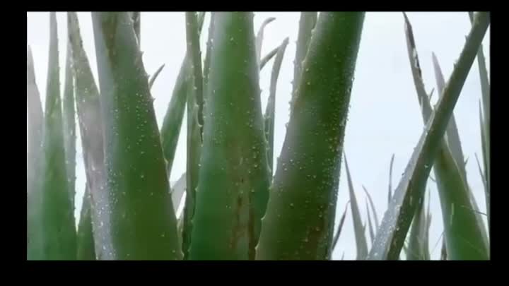 Aloe vera gel congelamento em pó seco 100x