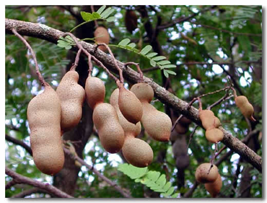 Tamarind Seed