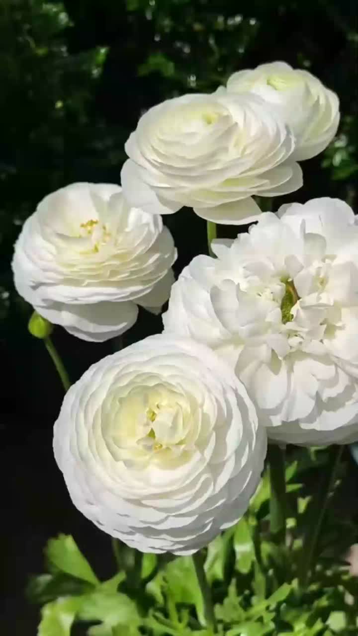 বিবাহের তোড়া জন্য টাটকা কাটা সাদা Ranunculus ফুল প্রিমিয়াম Ranunculus