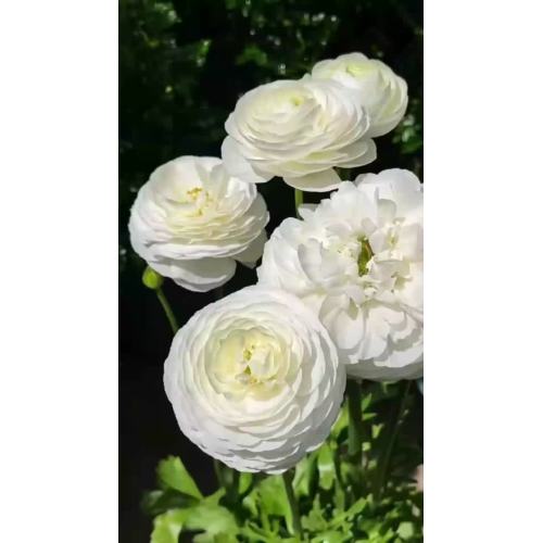 বিবাহের তোড়া জন্য টাটকা কাটা সাদা Ranunculus ফুল প্রিমিয়াম Ranunculus
